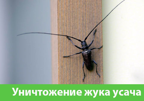 Обработка от жука усача в городе Щёлково
