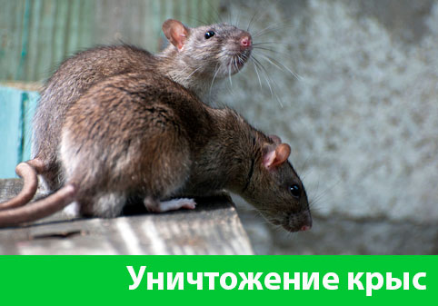 Уничтожение крыс в городе Щёлково