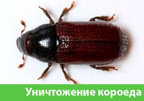 Обработка от короеда в городе Щёлково