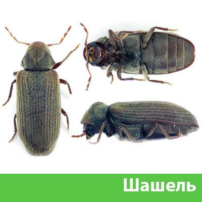 Обработка от шашеля в городе Щёлково