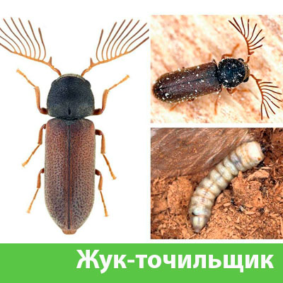 Уничтожение точильщика и личинок в Щёлково