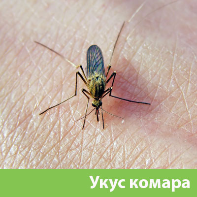 Укусы комаров в Щёлково