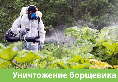 Уничтожение Борщевика в городе Щёлково