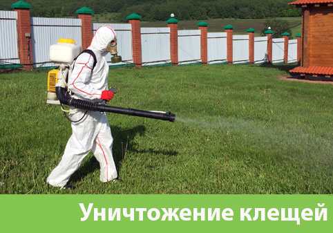 Уничтожение клещей в городе Щёлково