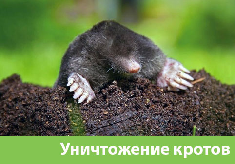 Уничтожение кротов в городе Щёлково