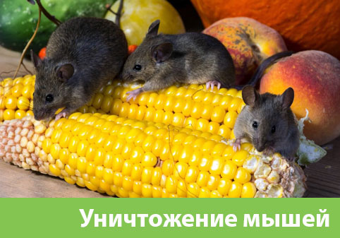 Уничтожение мышей в Щёлково